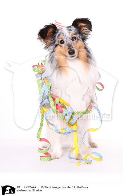 stehender Sheltie / standing Shetland Sheepdog / JH-22442