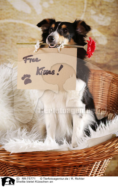 Sheltie bietet Ksschen an / Sheltie provides free kisses / RR-75771