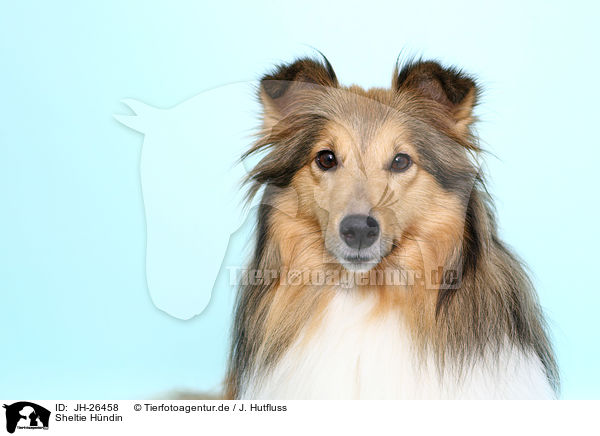 Sheltie Hndin / Shetland Sheepdog / JH-26458