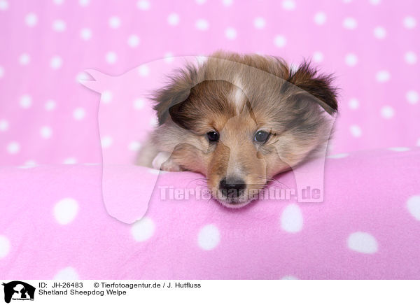 Shetland Sheepdog Welpe / Shetland Sheepdog puppy / JH-26483