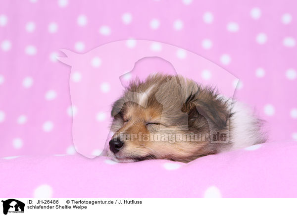 schlafender Sheltie Welpe / sleeping Shetland Sheepdog puppy / JH-26486