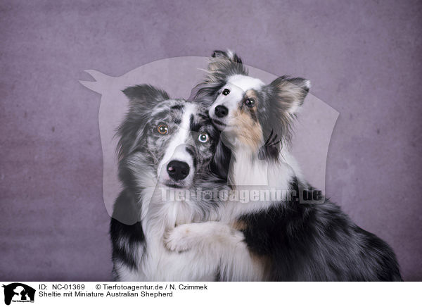 Sheltie mit Miniature Australian Shepherd / Sheltie with Miniature Australian Shepherd / NC-01369