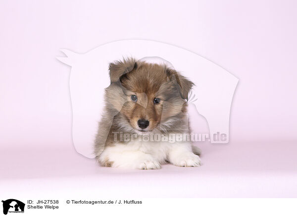 Sheltie Welpe / Sheltie Puppy / JH-27538