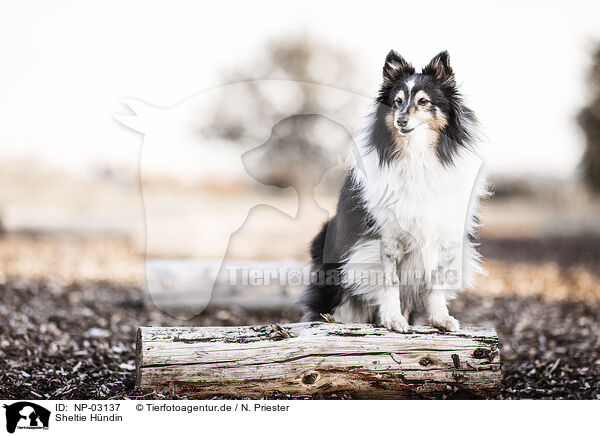 Sheltie Hndin / female Sheltie / NP-03137