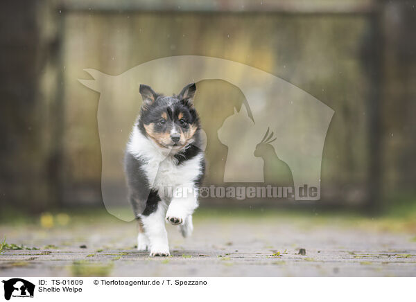 Sheltie Welpe / Shetland Sheepdog Puppy / TS-01609