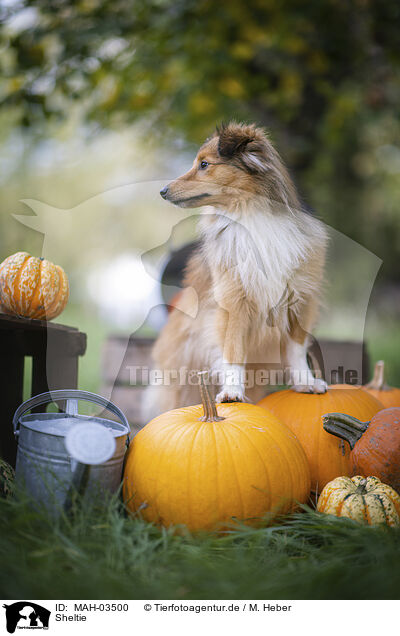 Sheltie / Sheltie / MAH-03500