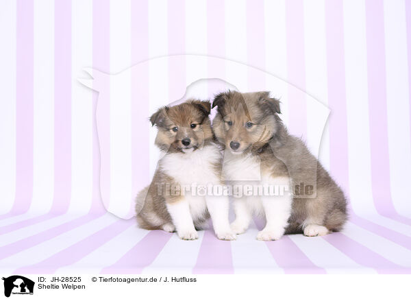 Sheltie Welpen / Sheltie Puppies / JH-28525