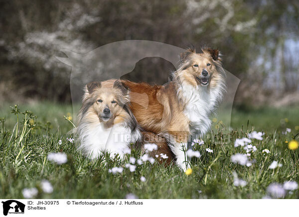 Shelties / JH-30975