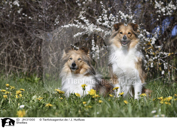 Shelties / JH-31000