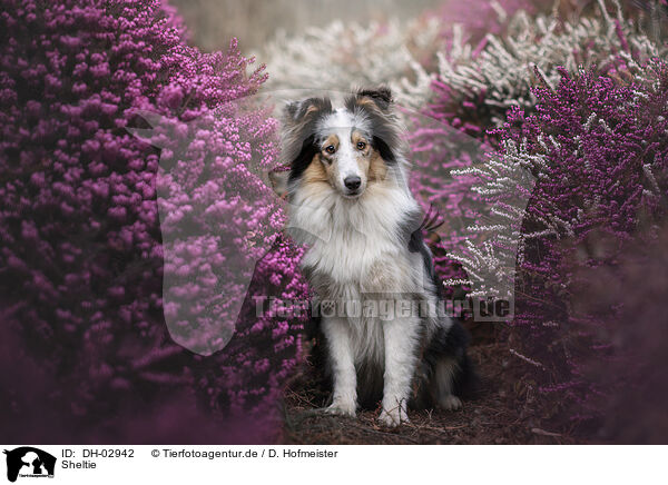 Sheltie / Sheltie / DH-02942