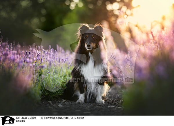 Sheltie / Sheltie / JEB-02595