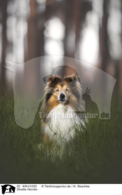 Sheltie Hndin / female Sheltie / KR-01055