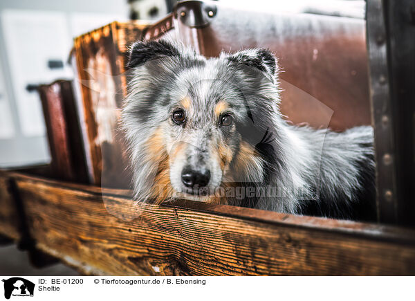 Sheltie / Sheltie / BE-01200