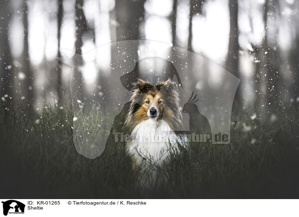 Sheltie / Sheltie / KR-01265