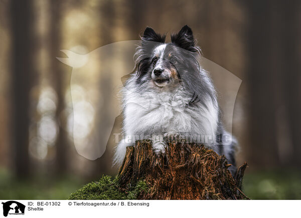 Sheltie / BE-01302