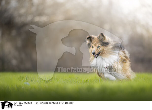 Sheltie / JEB-02878