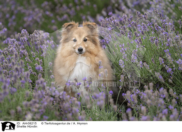 Sheltie Hndin / female Sheltie / AH-08215