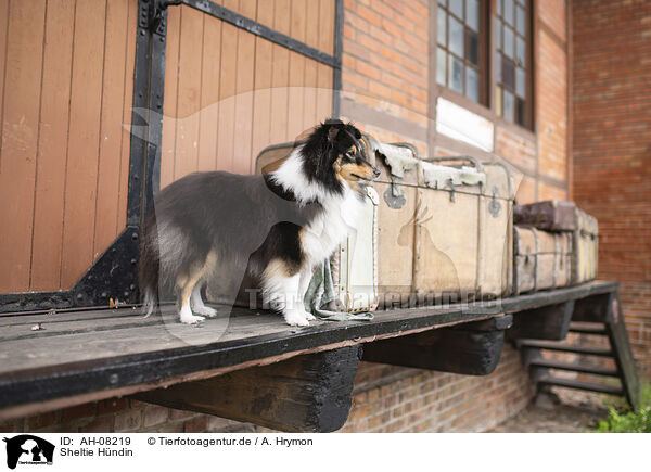 Sheltie Hndin / female Sheltie / AH-08219