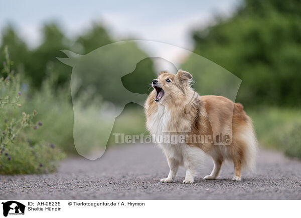 Sheltie Hndin / female Sheltie / AH-08235