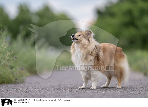 Sheltie Hndin / female Sheltie / AH-08237