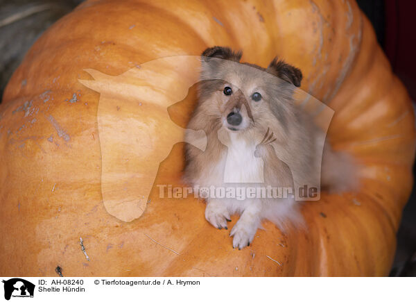 Sheltie Hndin / female Sheltie / AH-08240