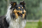 Shetland Sheepdog