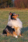 sitzender Sheltie