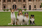 Sheltie und Collie