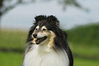 Sheltie Portrait