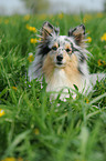 Sheltie