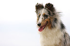 junger Sheltie