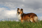 Sheltie