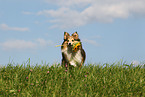 Sheltie apportiert Blume