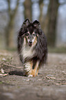 laufender Sheltie