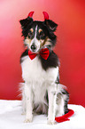 sitzender Sheltie