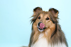 Sheltie Hndin