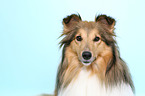 Sheltie Hndin