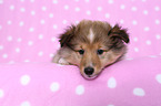 Shetland Sheepdog Welpe