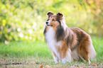 Sheltie