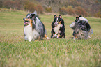 spielende Sheltie