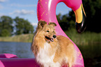 stehender Sheltie