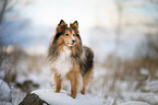 Sheltie