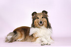 Sheltie Hndin