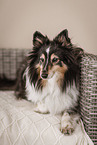 Sheltie Hndin