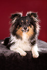 erwachsener Sheltie