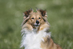 Sheltie