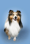 Sheltie