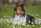 Sheltie