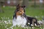 Sheltie