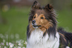 Sheltie